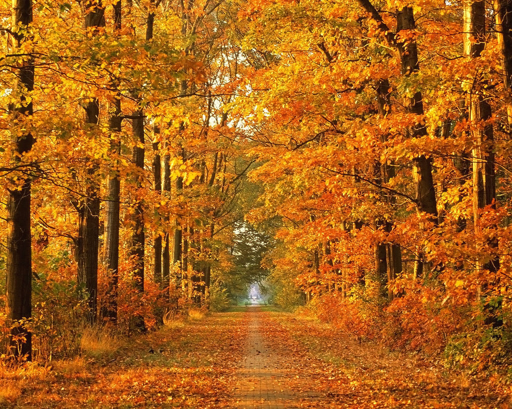 https://emilyspoetryblog.files.wordpress.com/2014/10/traces-of-autumn-leaves.jpg